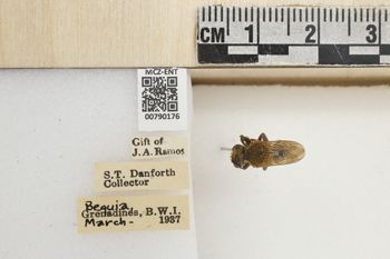 Media type: image;   Entomology 790176 Aspect: Labels
